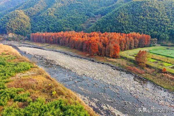 寧波13處紅杉林交通攻略,文明出行,風景更美好 寧波13處紅杉林交通攻略,文明出行,風景更美好
