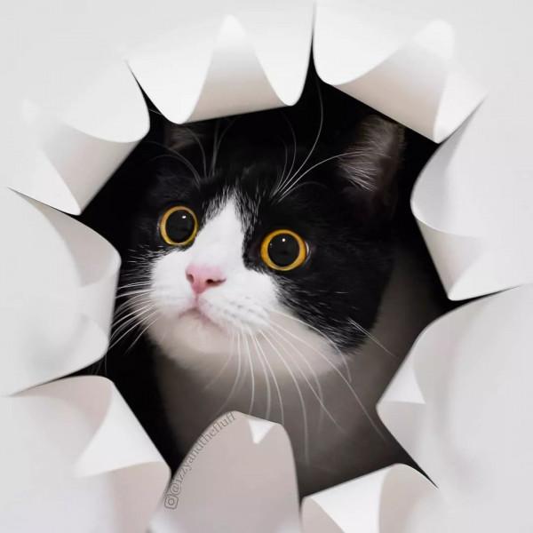 今日份可愛，奶牛貓