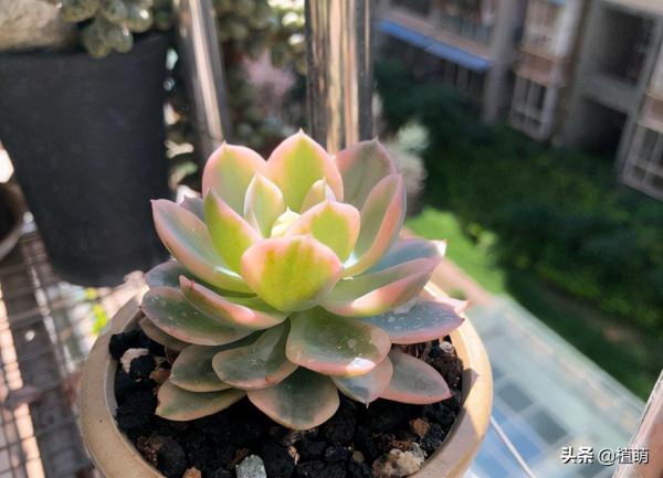 絲綢面紗錦，短短兩個月的變化，其狀態驚豔絕倫