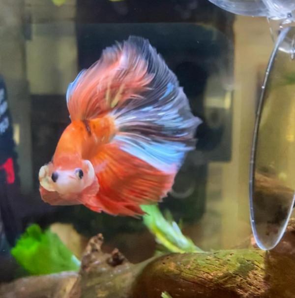 外國妹子救回一條顏色慘白的瀕死鬥魚，兩週後，奇蹟發生