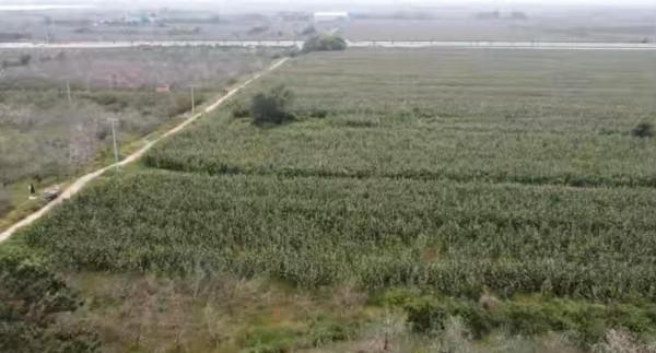 探訪唐太宗李世民的第3號陪葬墓，玉米地裡無人知