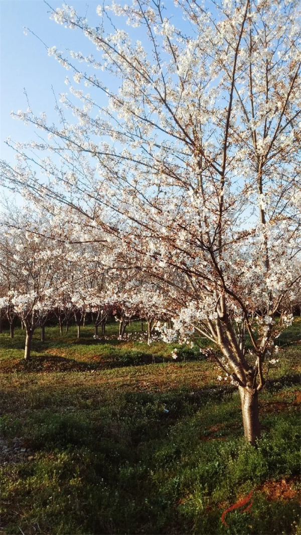 實拍！總投資超8000萬，丹陽這一休閒公園成了這樣...