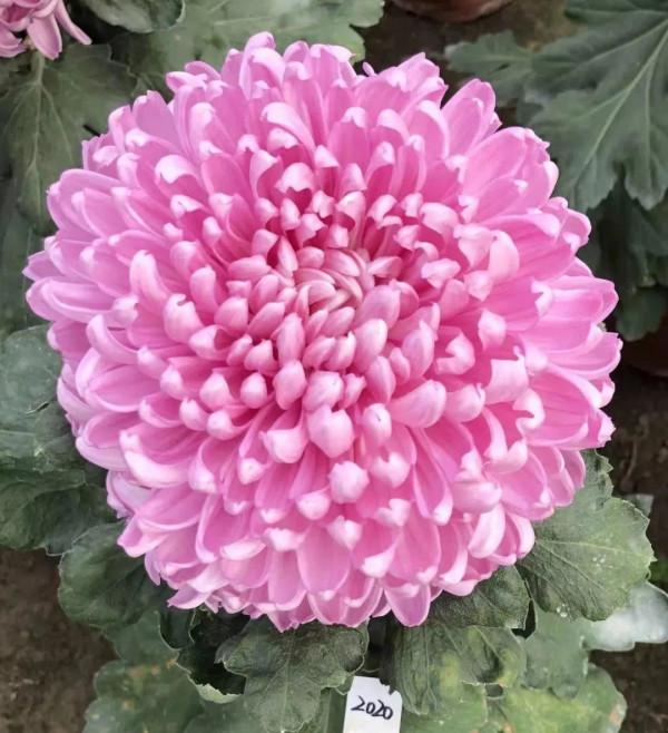 「雙11」寒潮來襲檢驗是否空軍,什麼用蚯蚓也能上草魚? 「雙11」寒潮來襲檢驗是否空軍,什麼用蚯蚓也能上草魚?