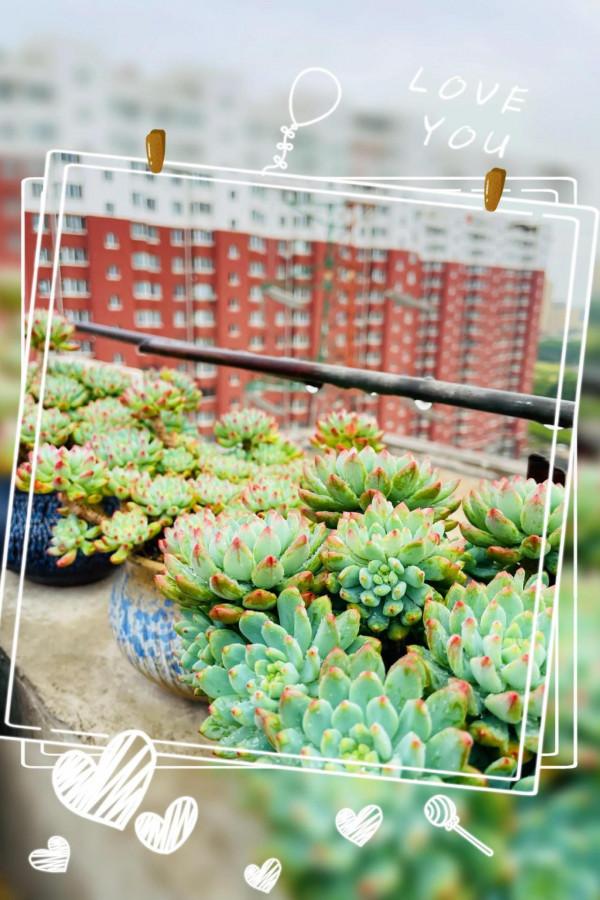 空中花園成就了我的夢想