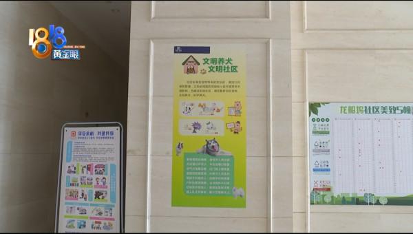 早起練習八段錦,最後一人“鬥”六狗 早起練習八段錦,最後一人“鬥”六狗