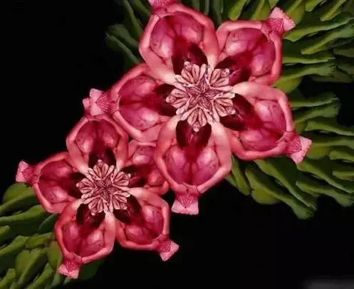 世界金獎醉美的花卉