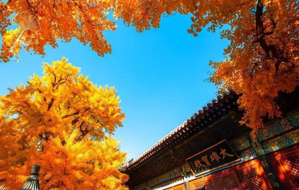 【玩轉懷柔】2021懷柔賞秋攻略出爐！一個字，絕！