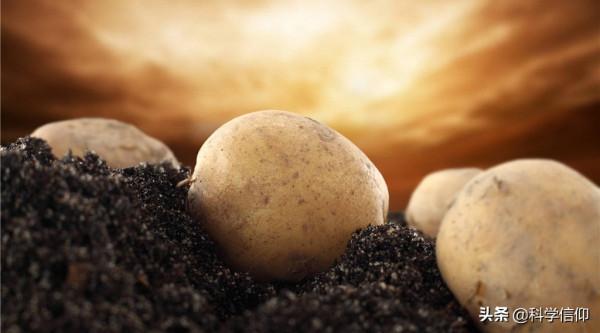 土豆主糧化，能不能用土豆代替大米？不能