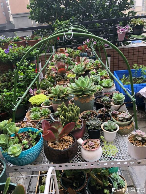 多肉夏天怎麼養?休眠期一到,就要小心了 多肉夏天怎麼養?休眠期一到,就要小心了