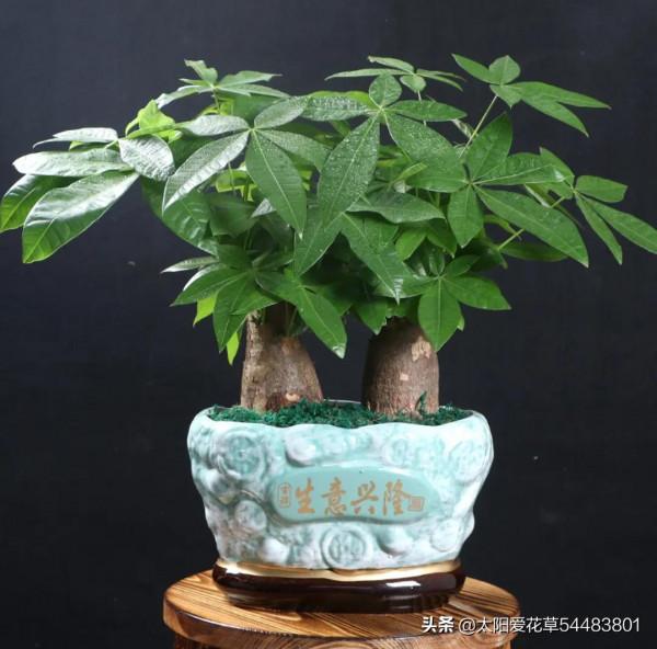 客廳養這6種“富貴花”，好看又大氣，誰見了誰誇獎