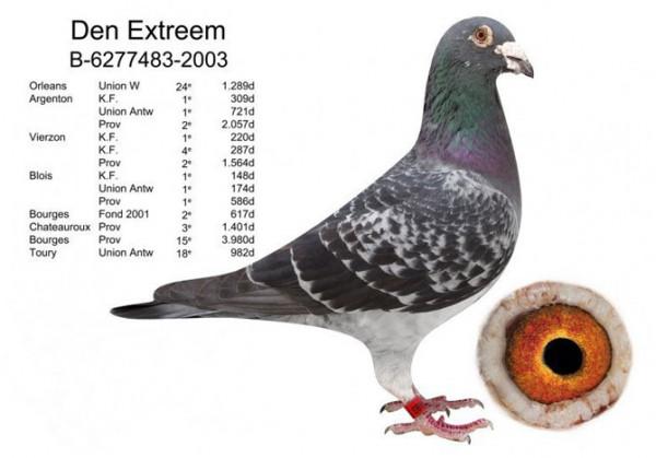 比利時鴿界的&OpenCurlyDoubleQuote;沉默巨匠&rdquo;