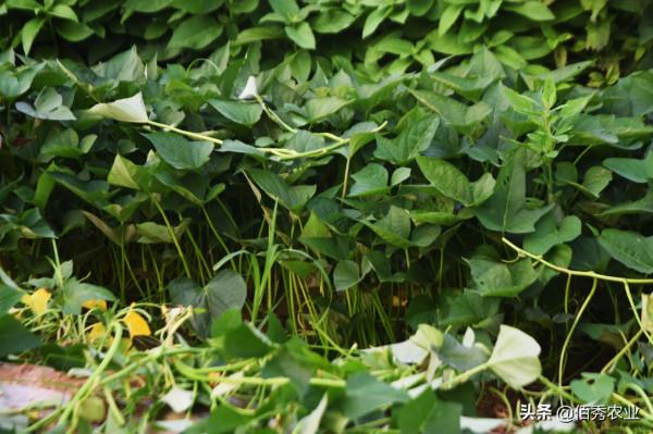 紅薯旺長,如何科學控旺促高產?農業專家分享兩個實戰經驗 紅薯旺長,如何科學控旺促高產?農業專家分享兩個實戰經驗