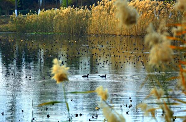 海陽溼地公園的“冬之美”