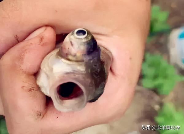 可惜了！北京男子釣4斤重鯉魚，看過尾巴犯難了：被電的能吃嗎？