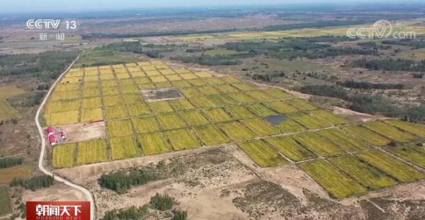沙漠變良田 內蒙古科爾沁萬畝沙漠糧食開鐮迎豐收 沙漠變良田 內蒙古科爾沁萬畝沙漠糧食開鐮迎豐收