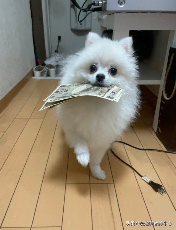 博美“搶劫”現金被發現,竟低頭加速就跑:買罐頭去咯 博美“搶劫”現金被發現,竟低頭加速就跑:買罐頭去咯