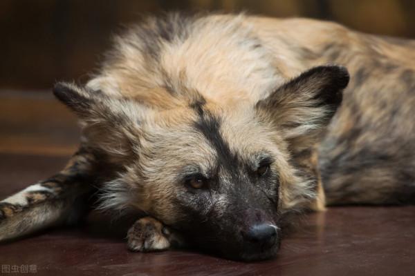 關於動物的20個冷知識,有多少是您不知道的呢?一起來看看吧 關於動物的20個冷知識,有多少是您不知道的呢?一起來看看吧