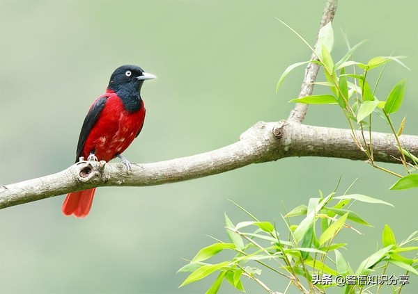 漂亮小鳥在等你欣賞，愛不釋手，萌得可愛