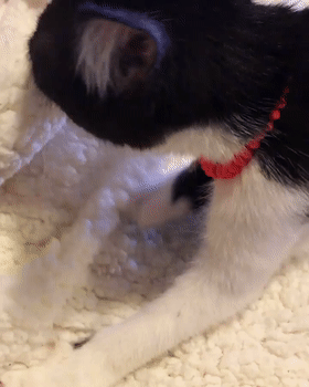 因為長了嘴一字胡，奶牛貓無人領養，卻因禍得福成了網紅