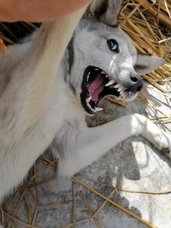 所有動物皆有靈性 所有動物皆有靈性