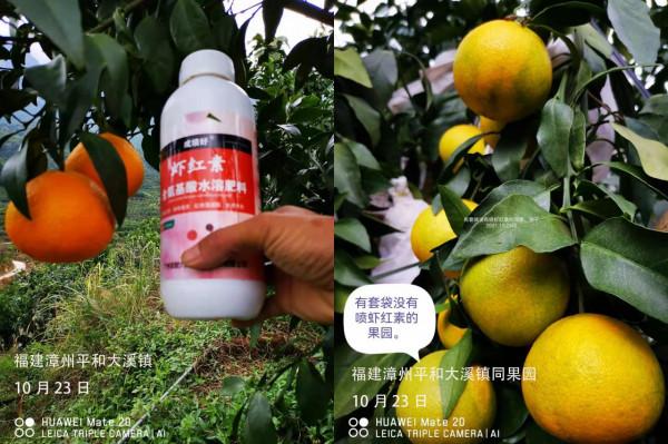 8元/斤!愛媛/紅美人著色很好,收購商天天來我果園參觀詢價 8元/斤!愛媛/紅美人著色很好,收購商天天來我果園參觀詢價