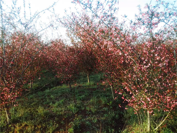 實拍！總投資超8000萬，丹陽這一休閒公園成了這樣...