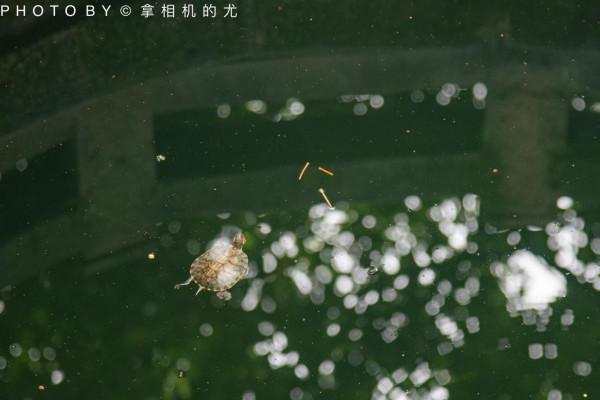 姜公墳前喝清茶,是德陽人的安逸,還是德孝城的包容 姜公墳前喝清茶,是德陽人的安逸,還是德孝城的包容