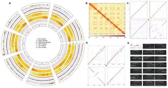 前後歷時八年 河南農業大學科研團隊釋出高質量桃樹參考基因組
