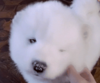 大白狗生了6只崽,全被大鵝搶走,狗媽只能認栽:真的惹不起呀 大白狗生了6只崽,全被大鵝搶走,狗媽只能認栽:真的惹不起呀