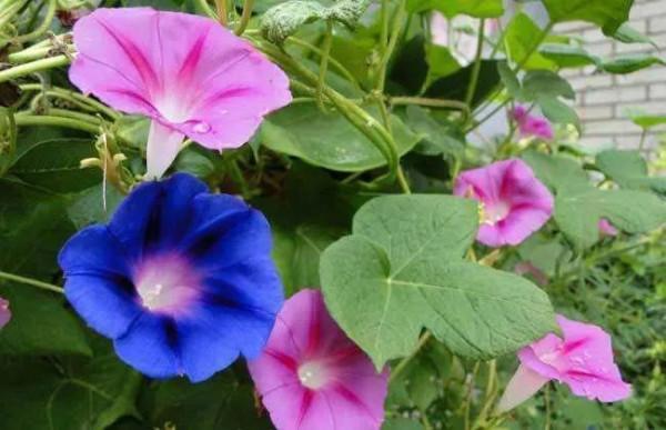 十二月生每個月對應的十二種生日花