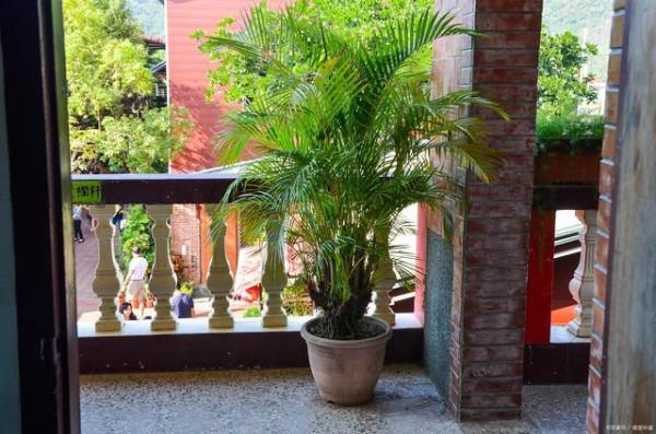 適合養在客廳的“6種吉祥花”，大氣有格調，高階上檔次