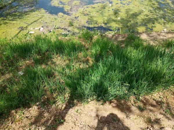 移栽大蔥，為何將蔥秧曬一曬再定植？難道趁鮮移栽不好嗎