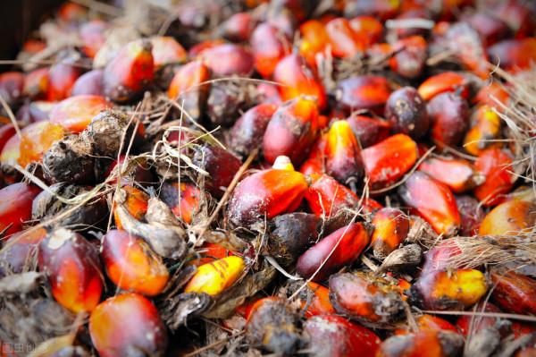 在所有的食用油當中,哪些食用油,容易導致血脂升高? 在所有的食用油當中,哪些食用油,容易導致血脂升高?