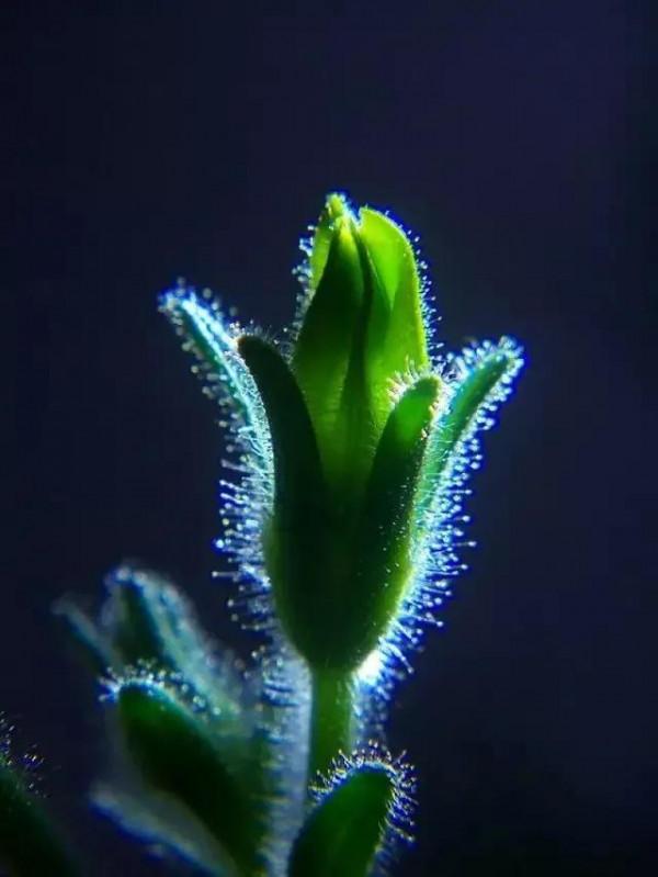 世界金獎醉美的花卉