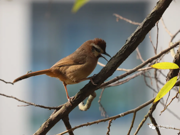西河邊，看鳥去