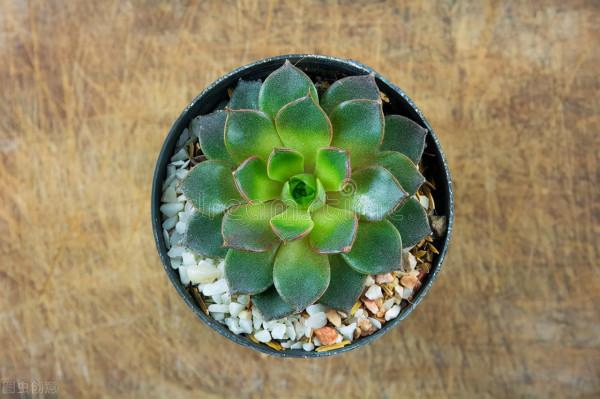 有經驗的人養多肉，都在爭分奪秒做3件事，難怪多肉長那麼好