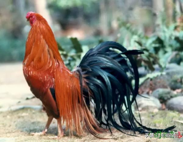 比孔雀還漂亮的雞！大開眼界