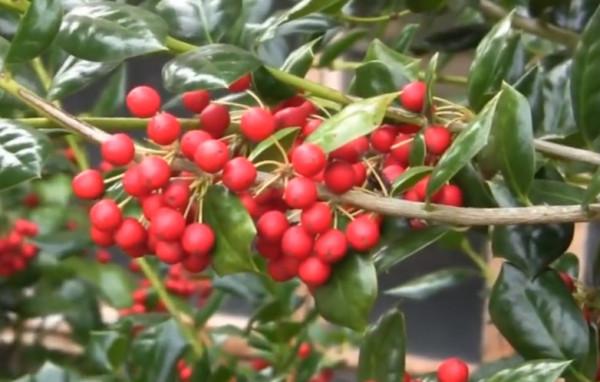 腰肌勞損的康復之路：中藥的調理之法