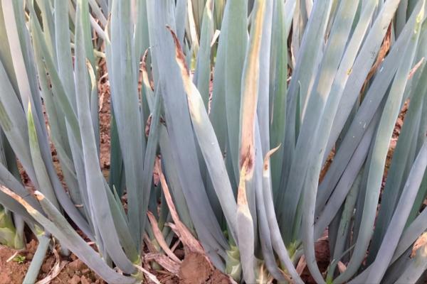 大蔥葉片白點、幹尖？可能是這些原因引起的，根據症狀巧判斷