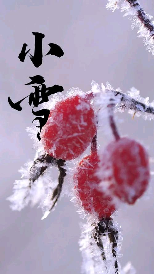散文:小雪,煮茶聽心,不因寒冷而放棄前行 散文:小雪,煮茶聽心,不因寒冷而放棄前行