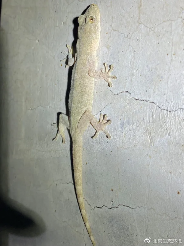 北京生物圖鑑 &vert; 無蹼壁虎