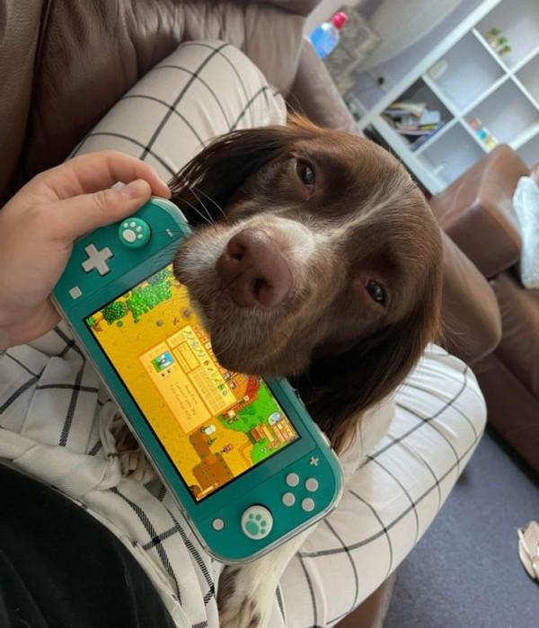 那些擁有太陽般氣質的動物們,看它們一眼就能讓你開心一整天 那些擁有太陽般氣質的動物們,看它們一眼就能讓你開心一整天