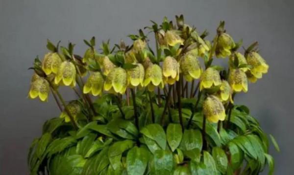 終於搞懂貝母這種植物了