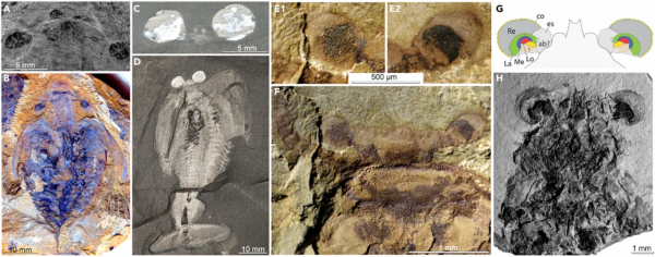 古生物迷惑麗魔蟹的深入研究：眼睛佔比高達16%