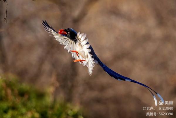 不為雞犬是戰狼，但看紅嘴藍鴉鵲