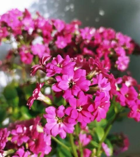 這位90後小媳婦，養花確實有經驗，家中所養4種花，常年開花不斷