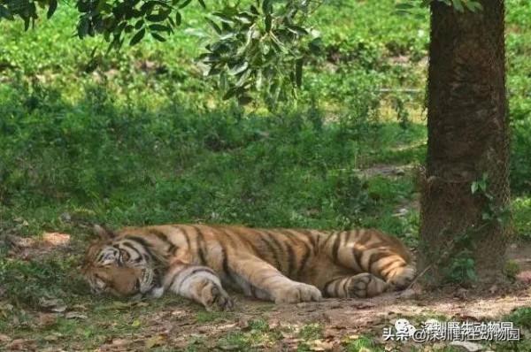 今年的一切以&OpenCurlyDoubleQuote;大橘&rdquo;為重