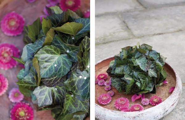 100種觀葉植物 | No.7 常春藤養護攻略