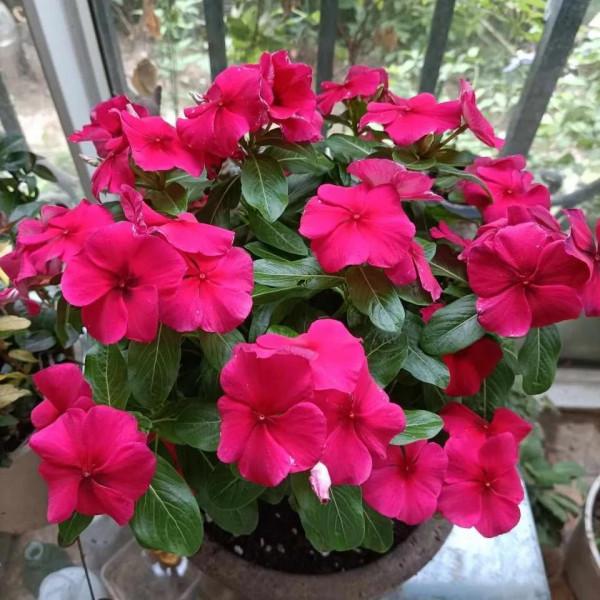 陽臺養三種花，連續開花300天，真美真簡單