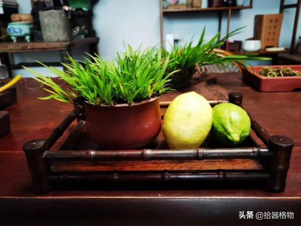 細說菖蒲品種 細說菖蒲品種